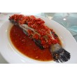 Fish / 鱼类